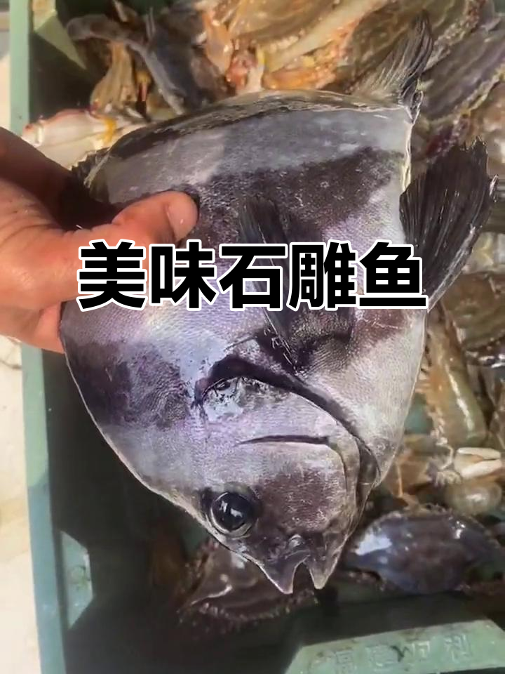 石雕鱼鲜美十足,口感独特,让人一试成主!
