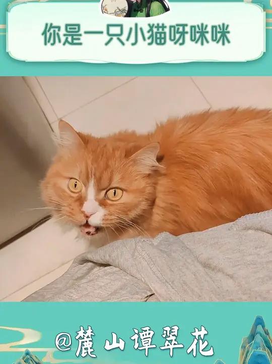 宝宝~你是一只可爱的小……鸭子……猫