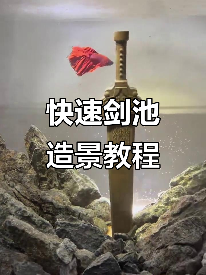 十分钟打造剑池风格鱼缸造景，青龙石与小碎石完美搭配