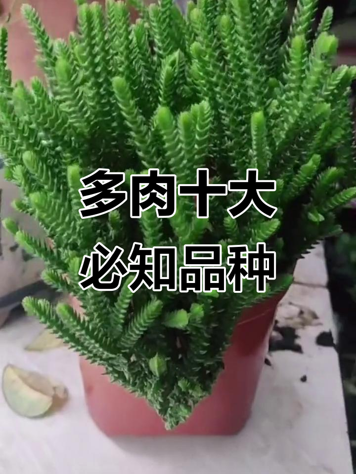 十款经典多肉品种大揭秘，紫米粒、雪莲等全解析
