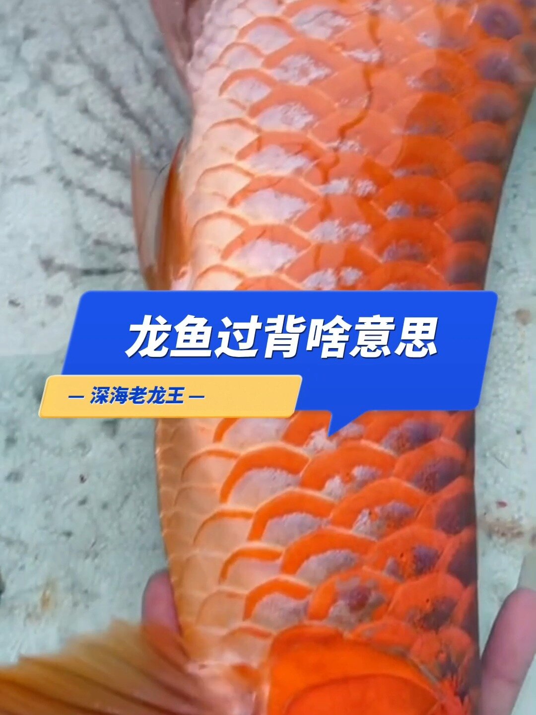 龙鱼过背你知道是什么意思吗