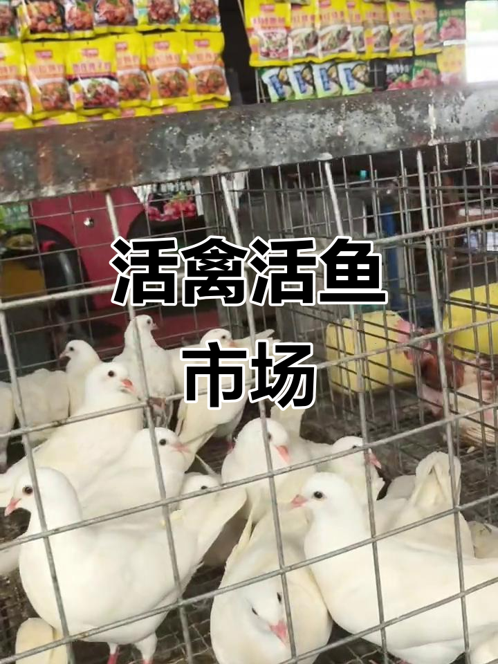 世纪路农贸市场,活鸡现杀、鲜鱼切片,新鲜又实惠