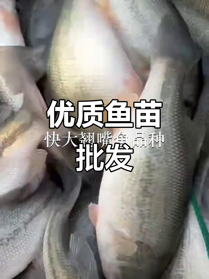 优质翘嘴鱼苗,批发供应,适合放生或养殖