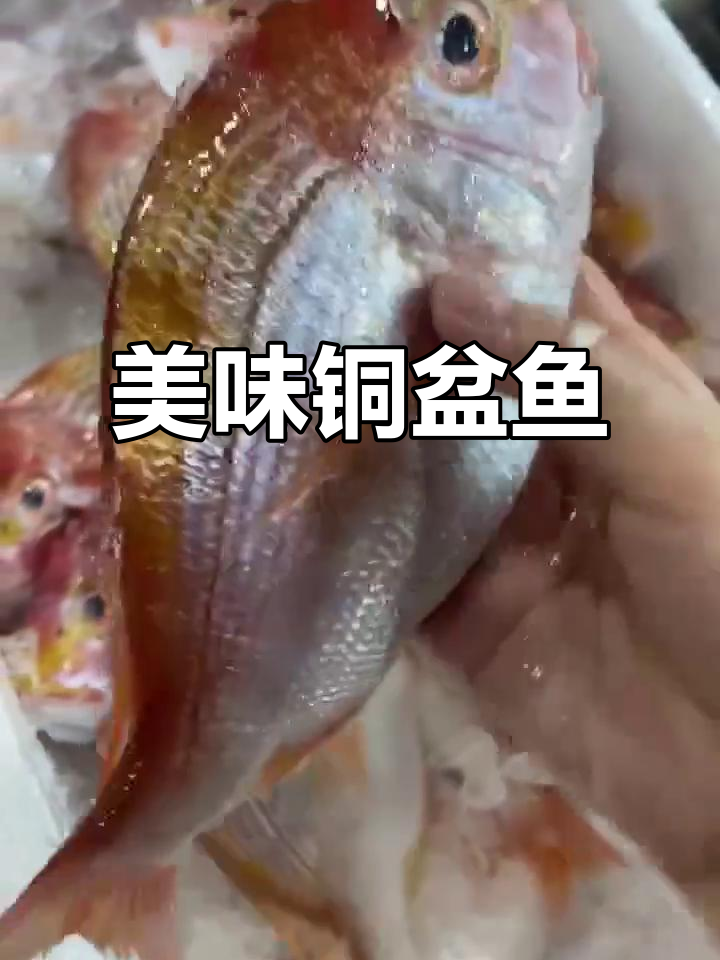 铜盆鱼,颜值与口感并存,肉质鲜嫩,吃上一口停不下来!