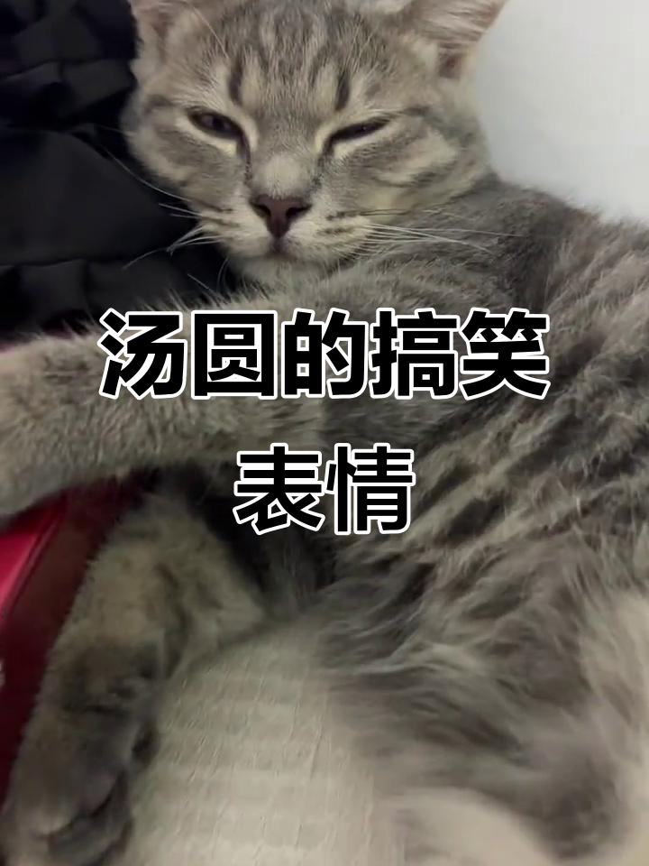 猫咪日常:汤圆生气了,表情超搞笑