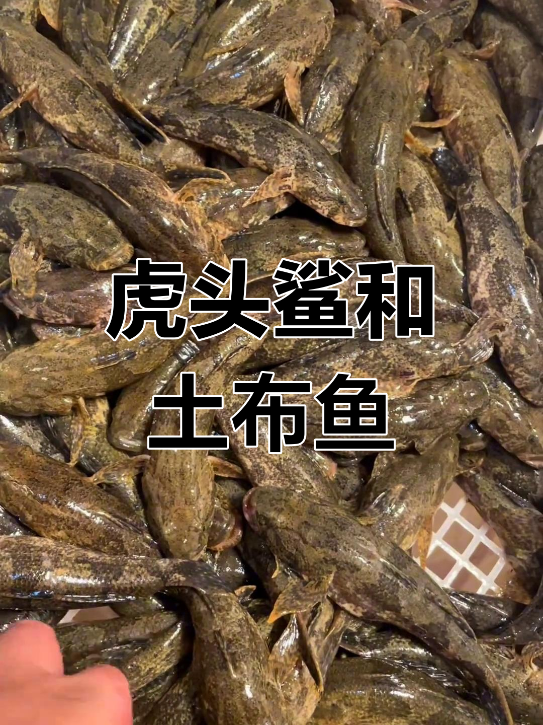 虎头鲨与呆子鱼:淡水鱼的美丽邂逅
