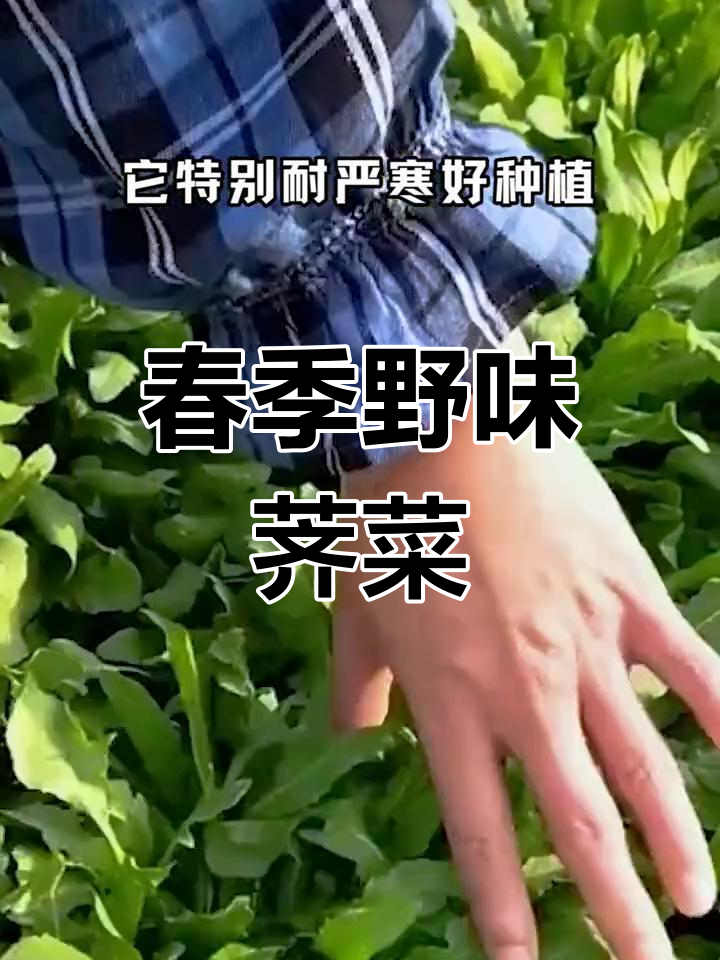 荠菜耐寒,春来生机勃勃,你尝过吗?