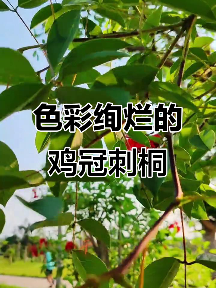 鸡冠刺桐花盛开,象征富贵与好运