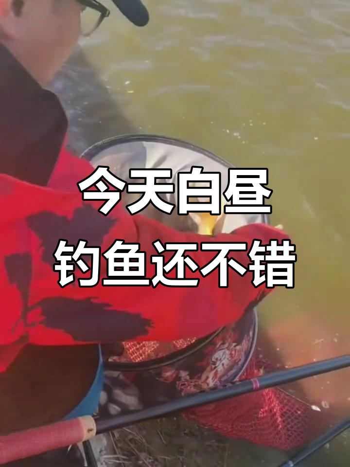 白天钓鱼小有收获,夜钓更常见的我今天也连上鱼了