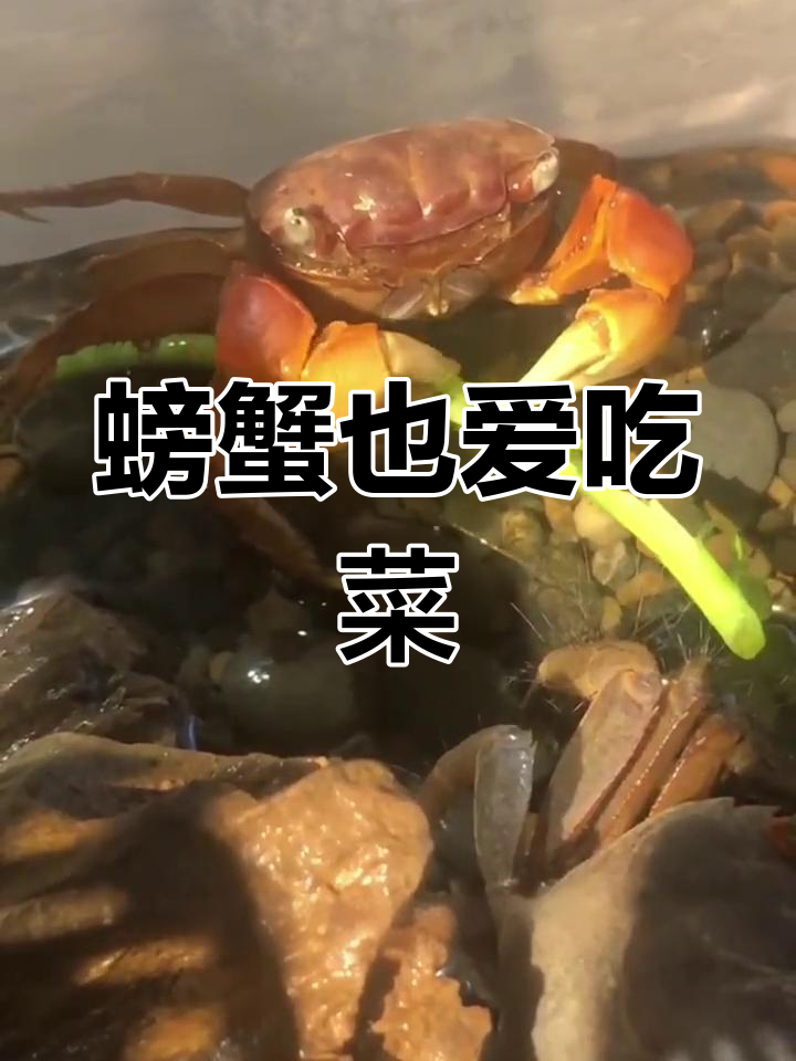 螃蟹竟然吃蔬菜,连秋天的第一顿都这么特别