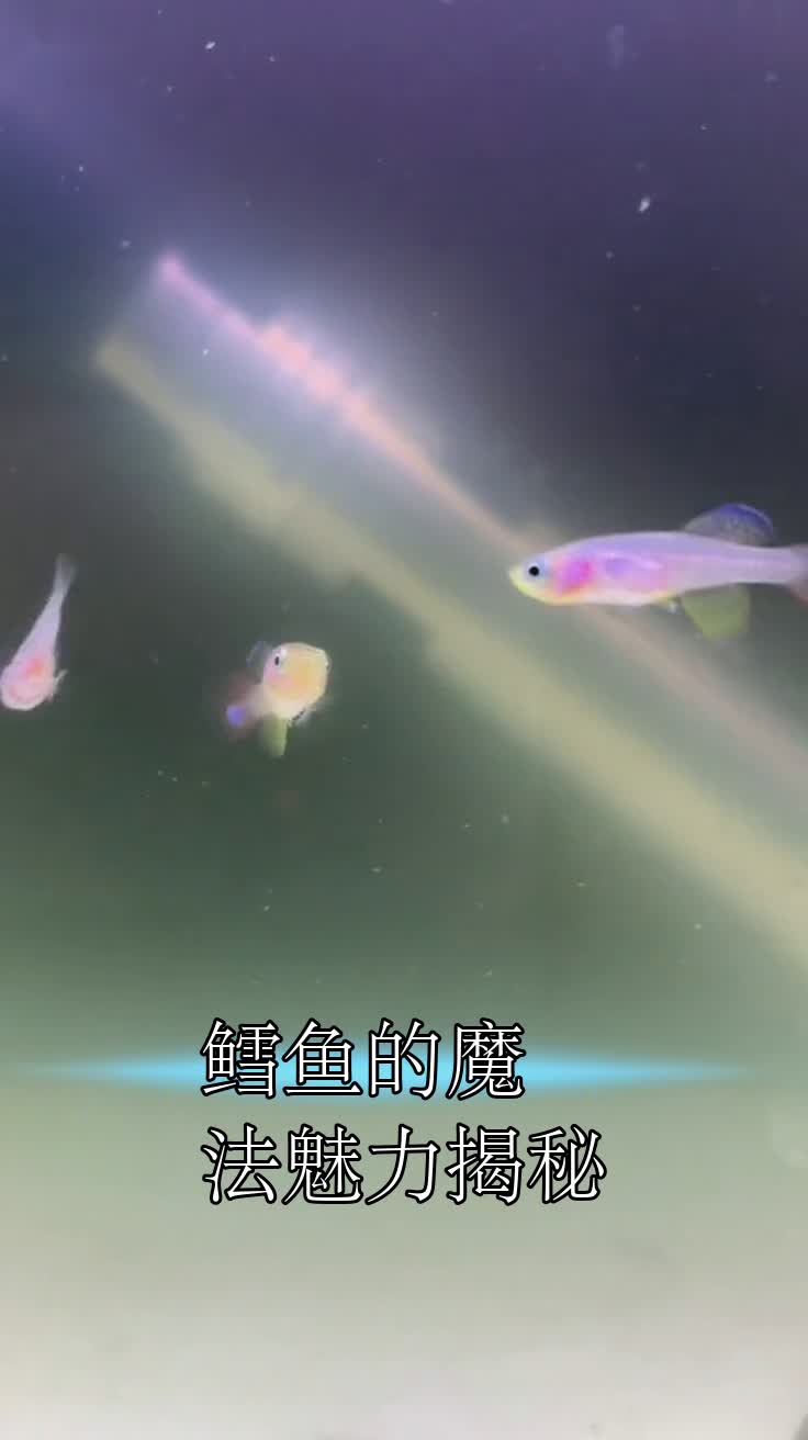 鳕鱼的魔法魅力揭秘