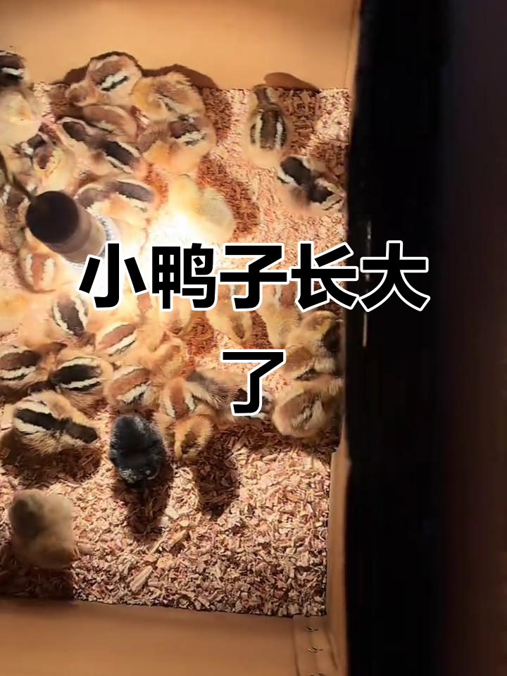 6天麻鸭长成,变化惊人!