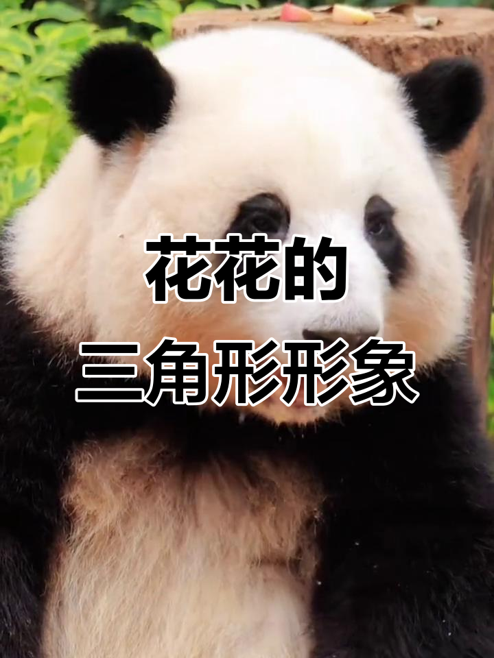 熊猫花花:我坐着像三角饭团,站着躺着都不像