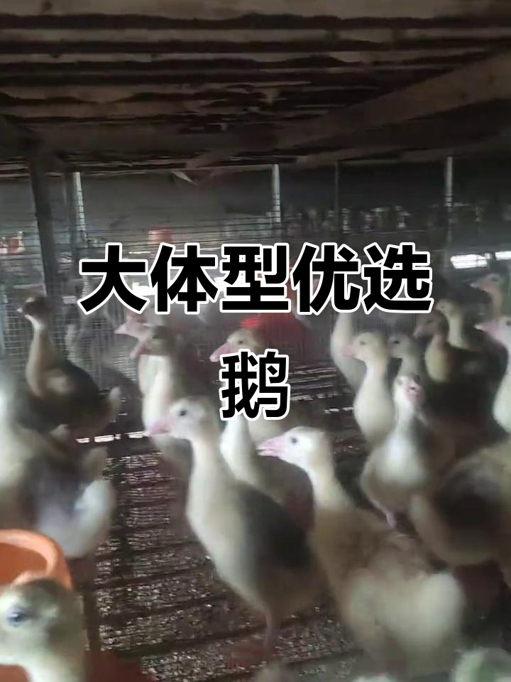 霍尔多巴吉大鹅,70天可达8斤,养殖首选优质品种
