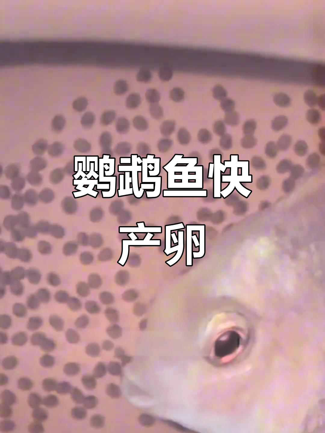 迷你鹦鹉鱼即将甩尾,黑点明显增多,期待它们破壳!