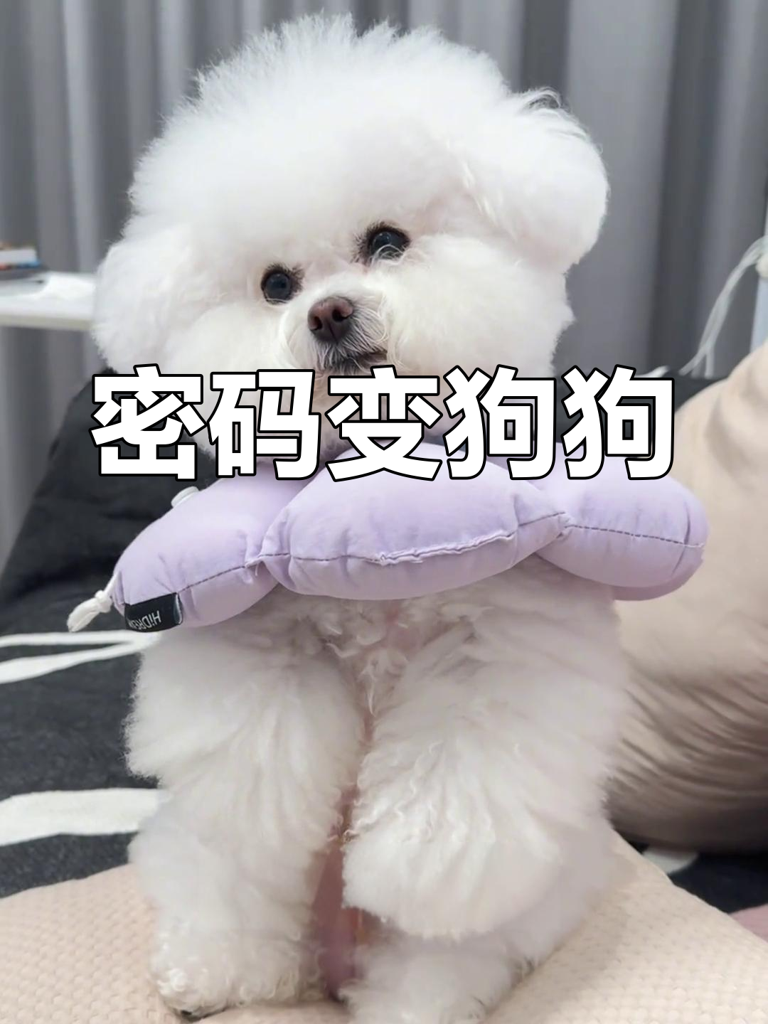 补充卵磷脂,让比熊毛发更亮丽