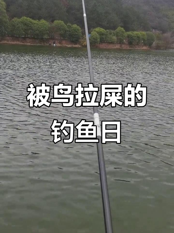 钓鱼第一天就被鸟拉屎,寓意着什么?
