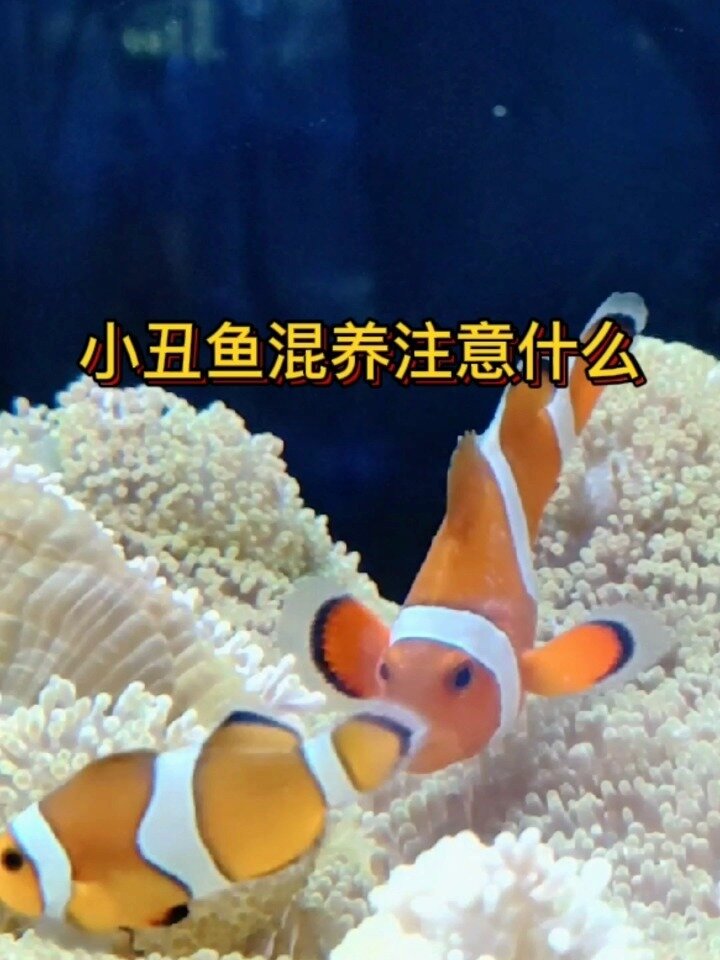 小丑鱼混养注意什么