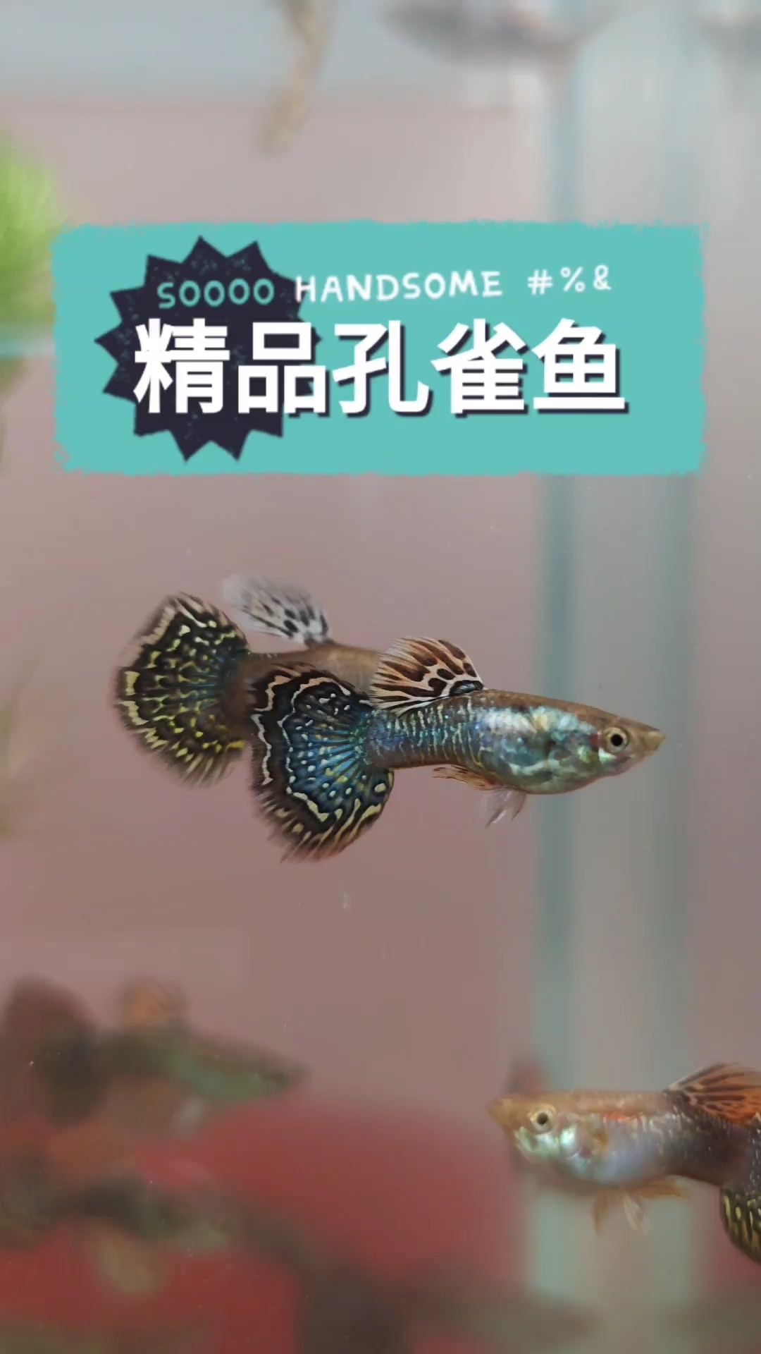七彩蕾丝孔雀鱼有喜欢的吗