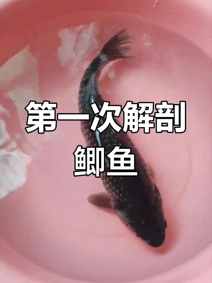 鲫鱼解剖揭秘:探索结构与功能