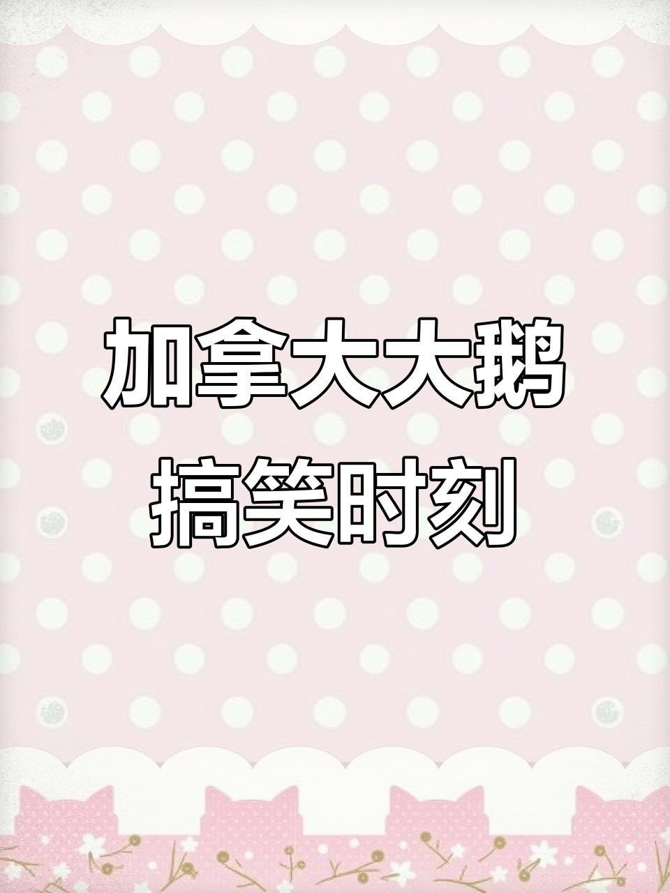 加拿大鹅的黑色幽默：二舅妈事件引发的笑点