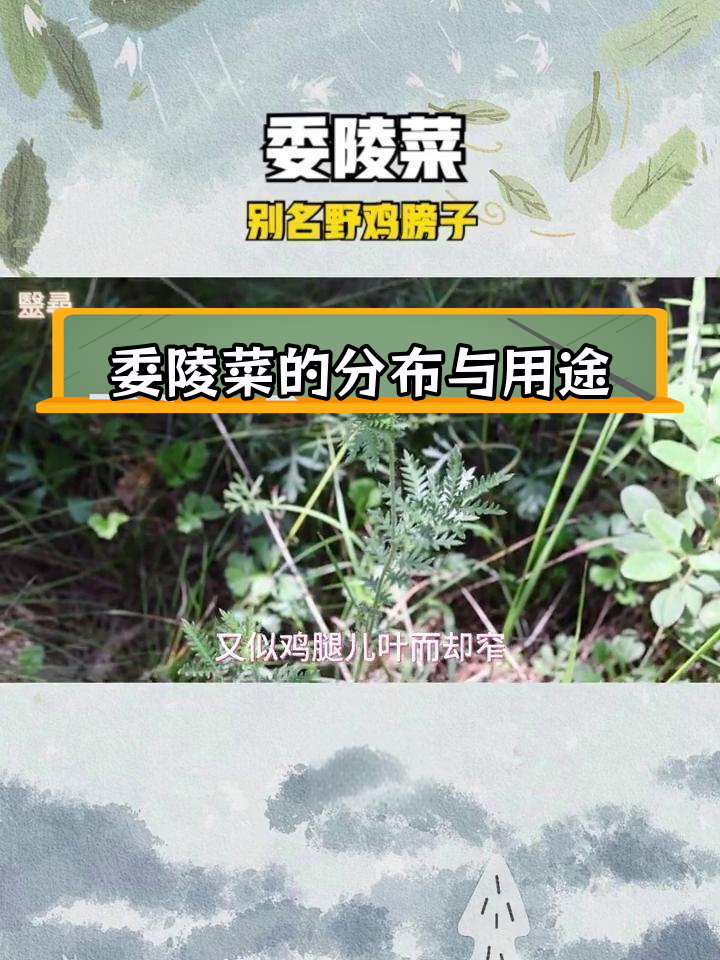 委陵菜:多年生草本植物,广泛分布于我国