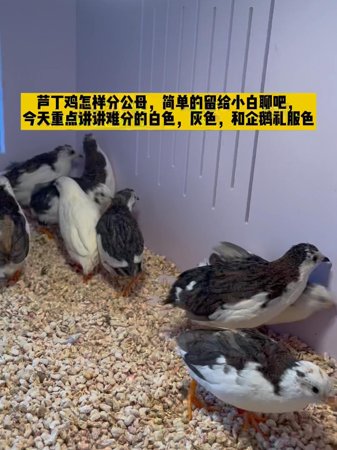 芦丁鸡怎样分公母?