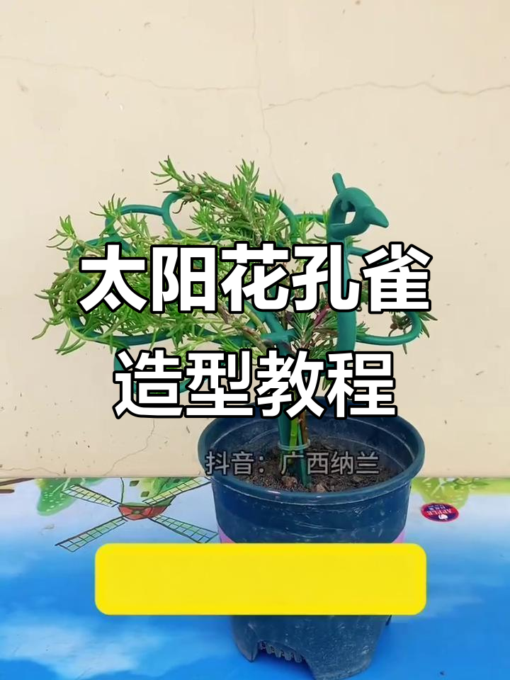 太阳花孔雀造型支架制作教程,轻松打造美丽盆景