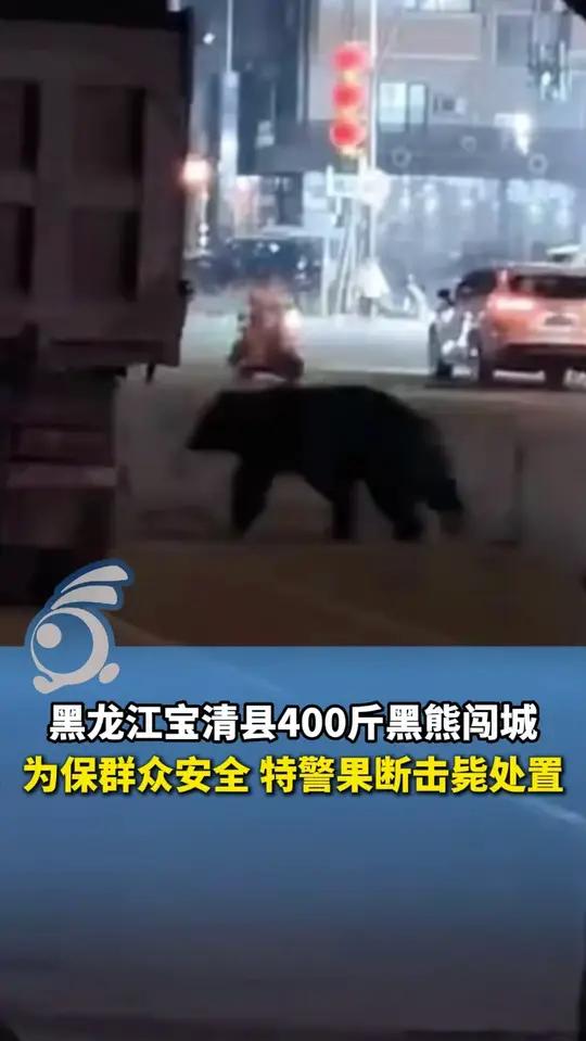 黑龙江宝清县400斤黑熊闯城,在街头游走觅食!为保群众安全 特警果断击毙处置
