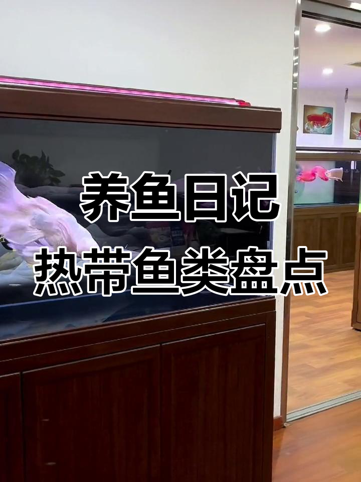 热带观赏鱼大赏,看看你最喜欢哪种?