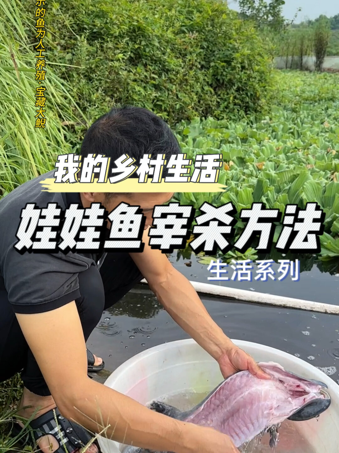 宰杀娃娃鱼的方法