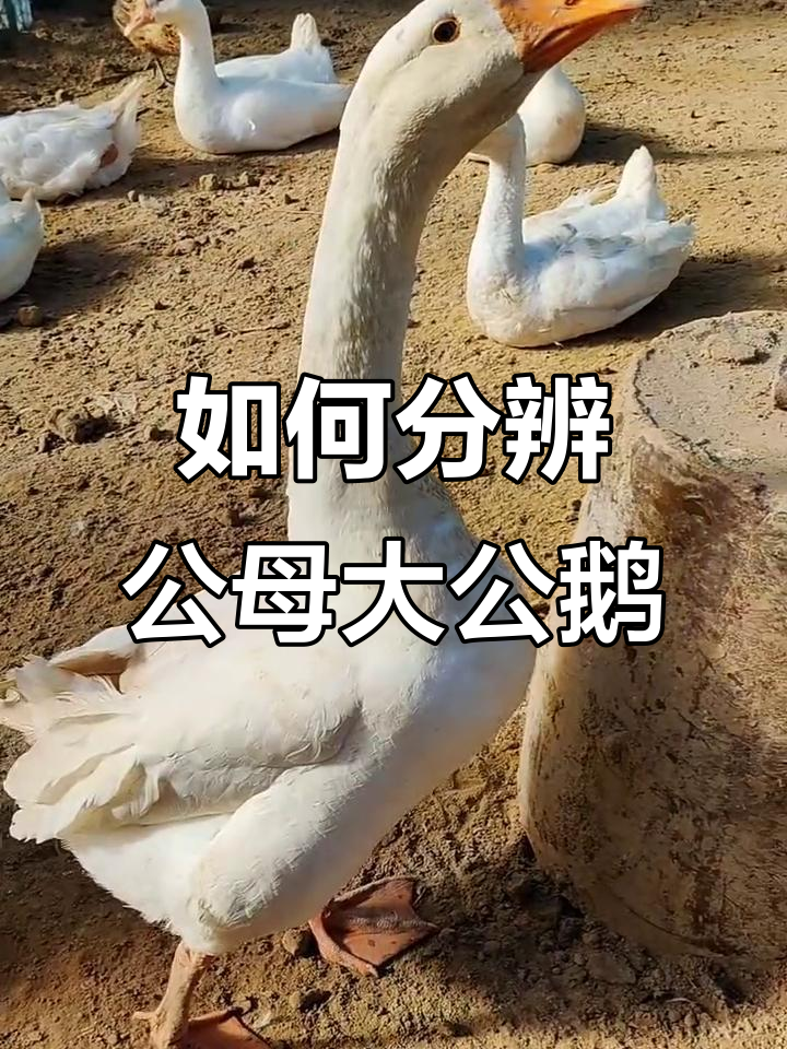 公鹅和母鹅怎么区分?看这些特征就能轻松辨别