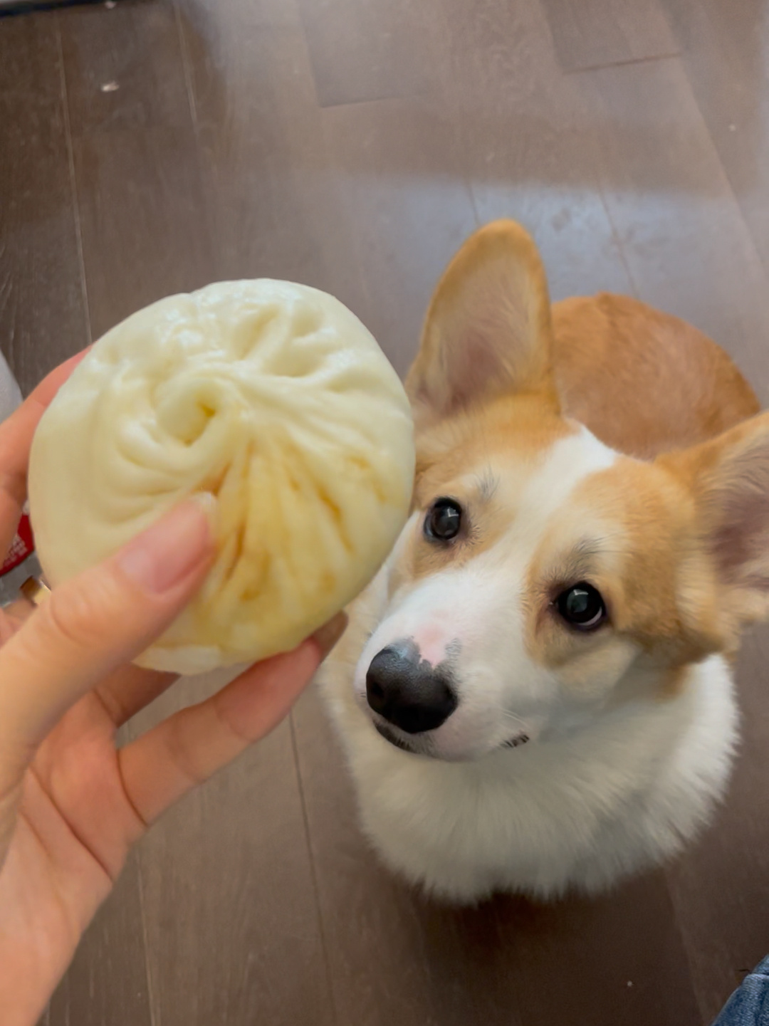 肉包子打狗有去无回