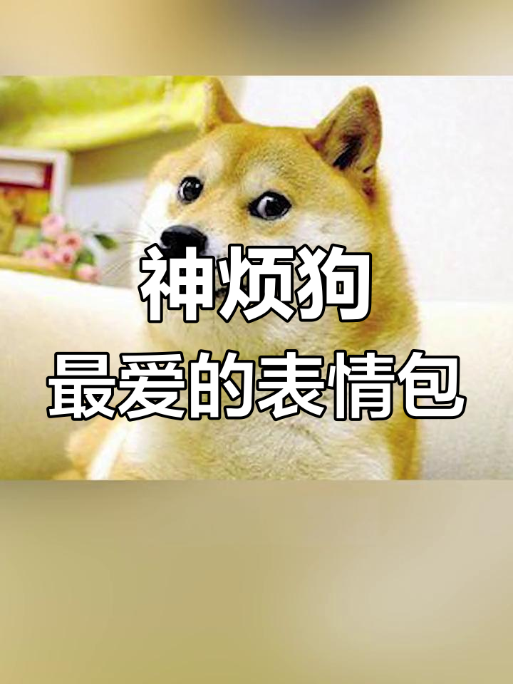 柴犬表情包走红,16岁依旧受欢迎