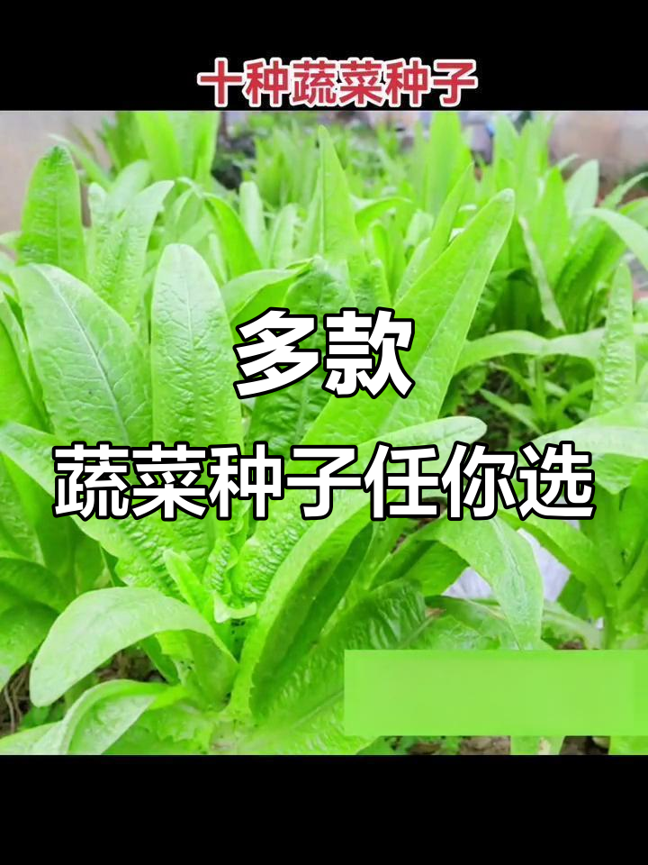 多种蔬菜种子套餐,轻松开启家庭菜园