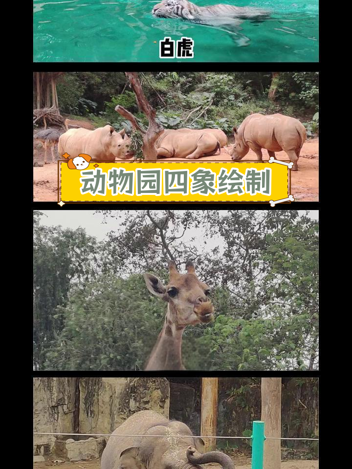 广州长隆动物园亲子简笔画教程