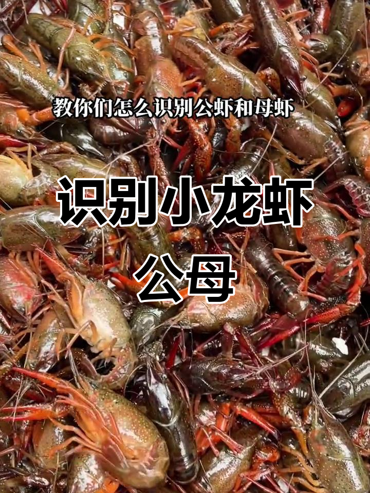 小龙虾公母辨别技巧,教你如何挑选新鲜小龙虾