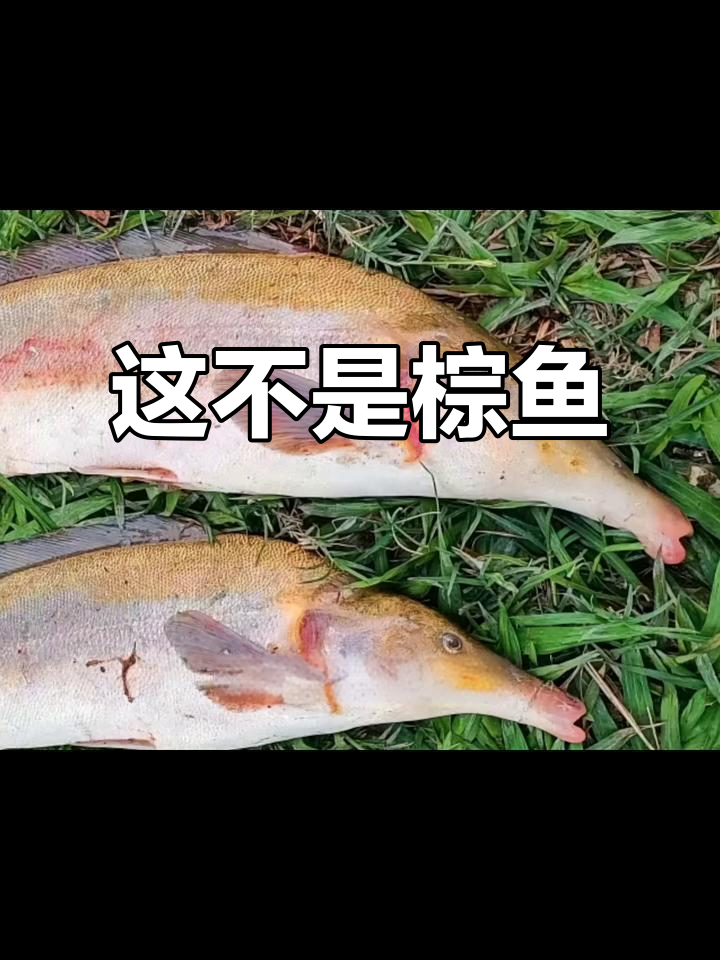 网友误以为是棕鱼,其实是象鼻鱼!揭秘非洲淡水海豚