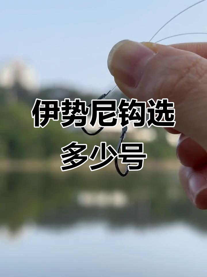 钓鲤鱼用几号钩最合适?伊势尼钩选择指南