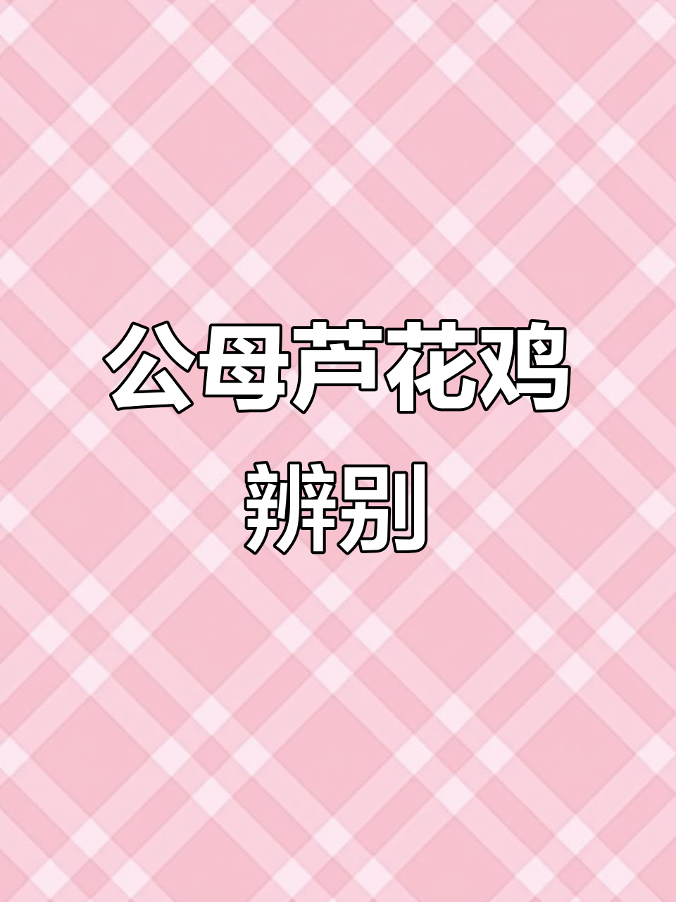 芦花鸡苗公母鉴别,尾巴小点区分性别
