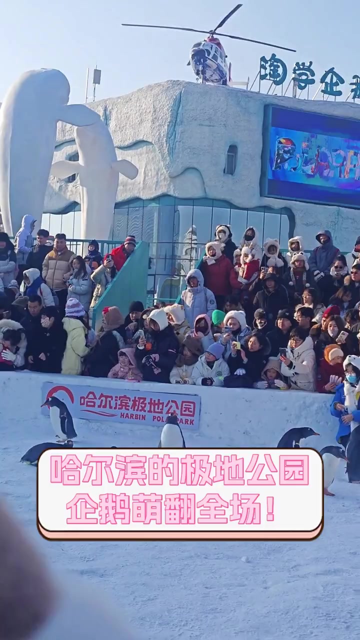 哈尔滨的极地公园,企鹅萌翻全场!
