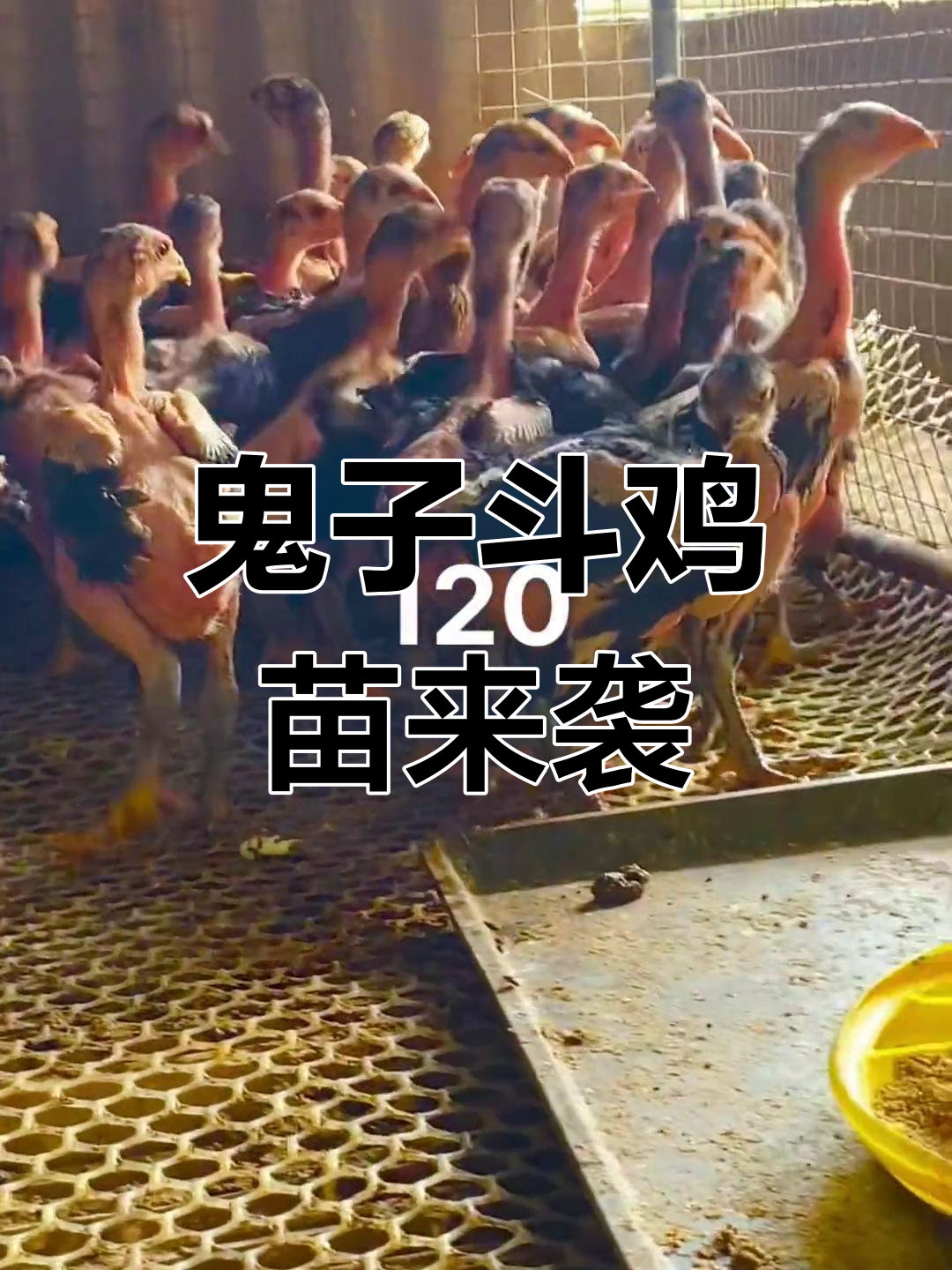 小鬼子斗鸡苗,数量有限!