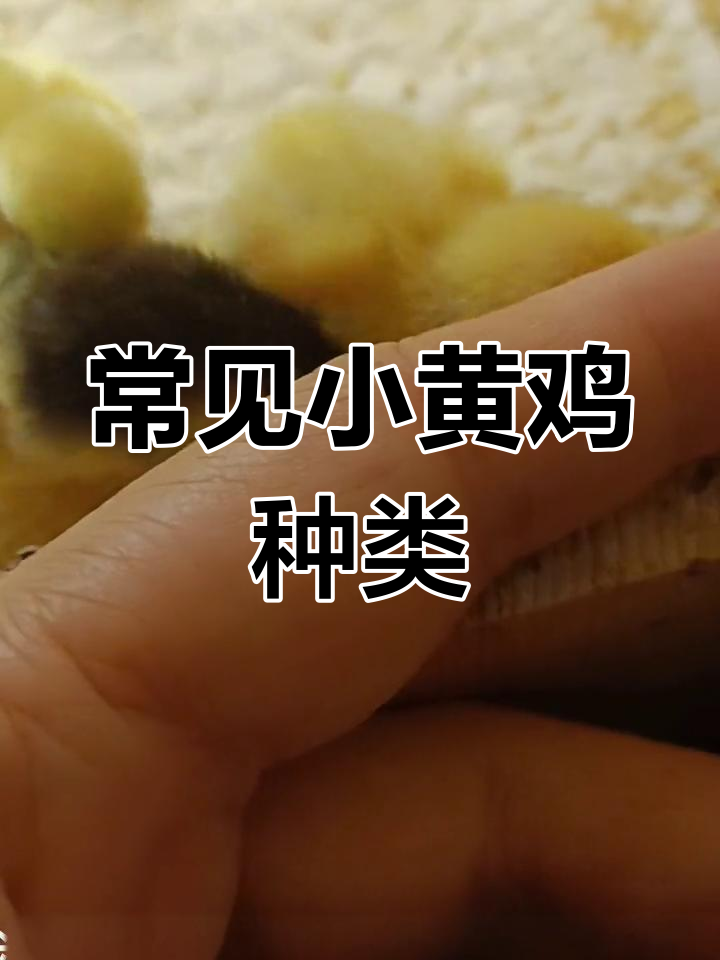 小黄鸡品种大揭秘