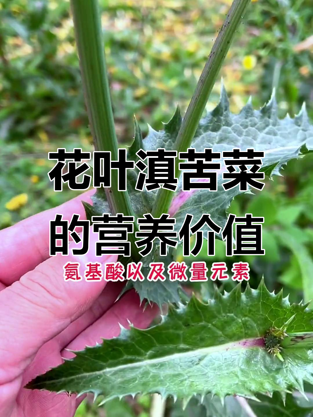 花叶滇苦菜:欧洲野菜的秘密,营养丰富老年人最爱