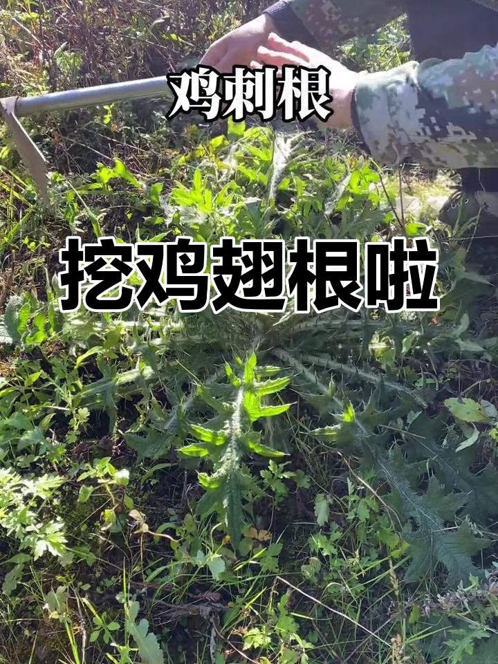 挖鸡刺根大揭秘,山野菜的美味宝藏
