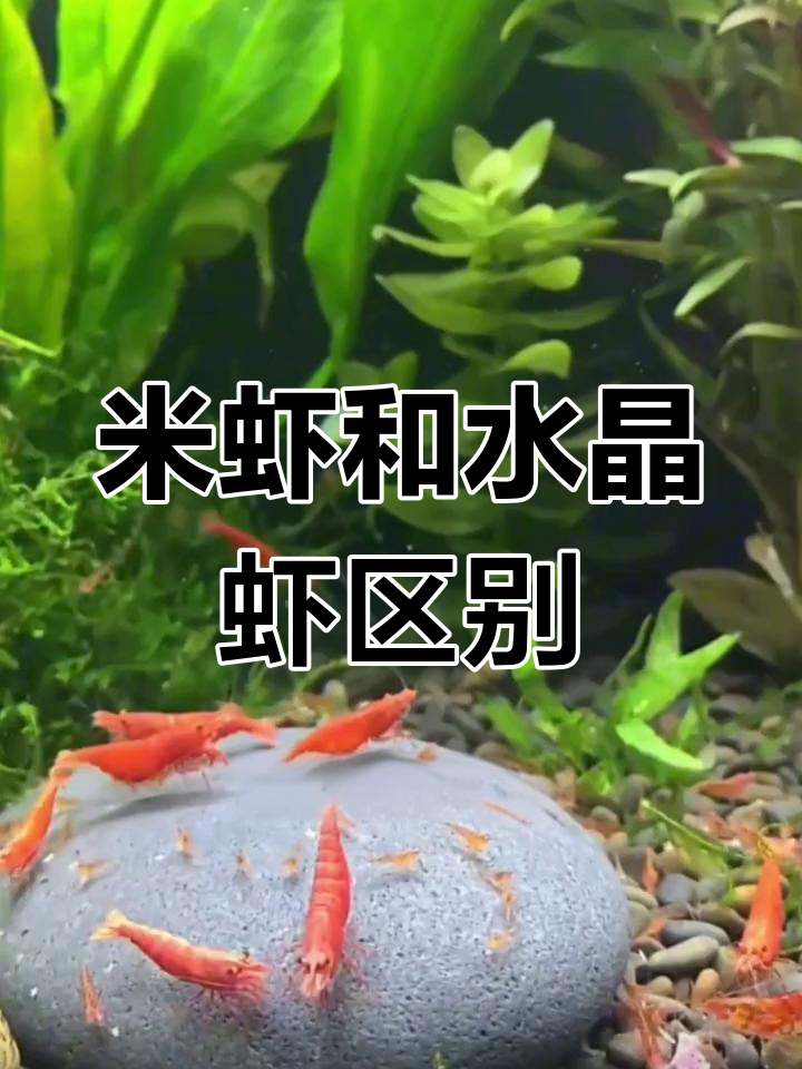 米虾与水晶虾大不同,新手必看!