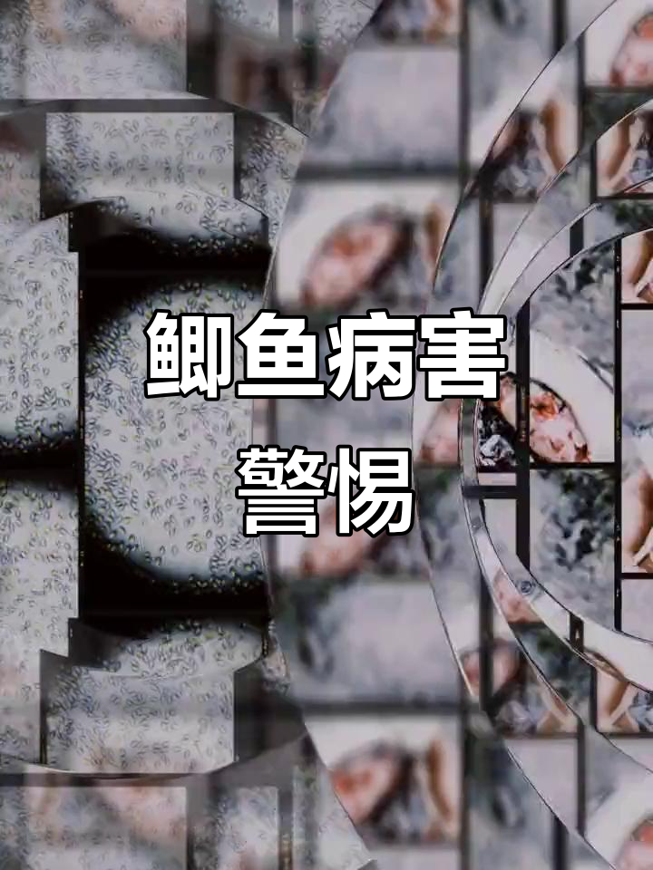 鲫鱼腹孢子虫病悄然蔓延,早发现才能避免大批量死亡
