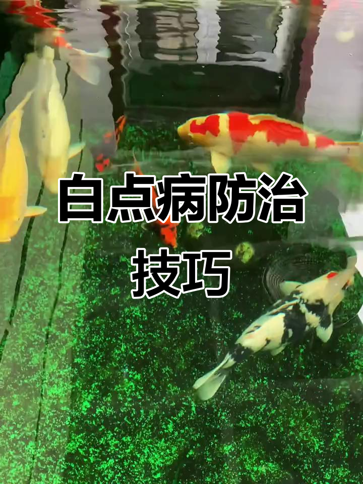 锦鲤白点病高发期,如何应对水质波动?