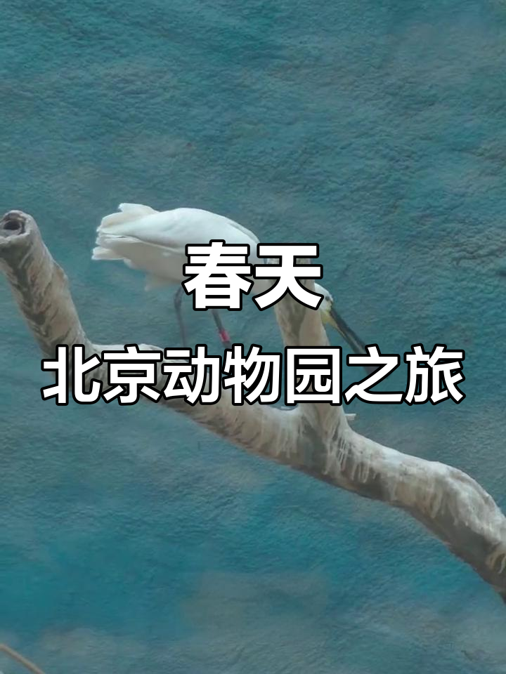 北京动物园春日探秘,与小动物们零距离接触