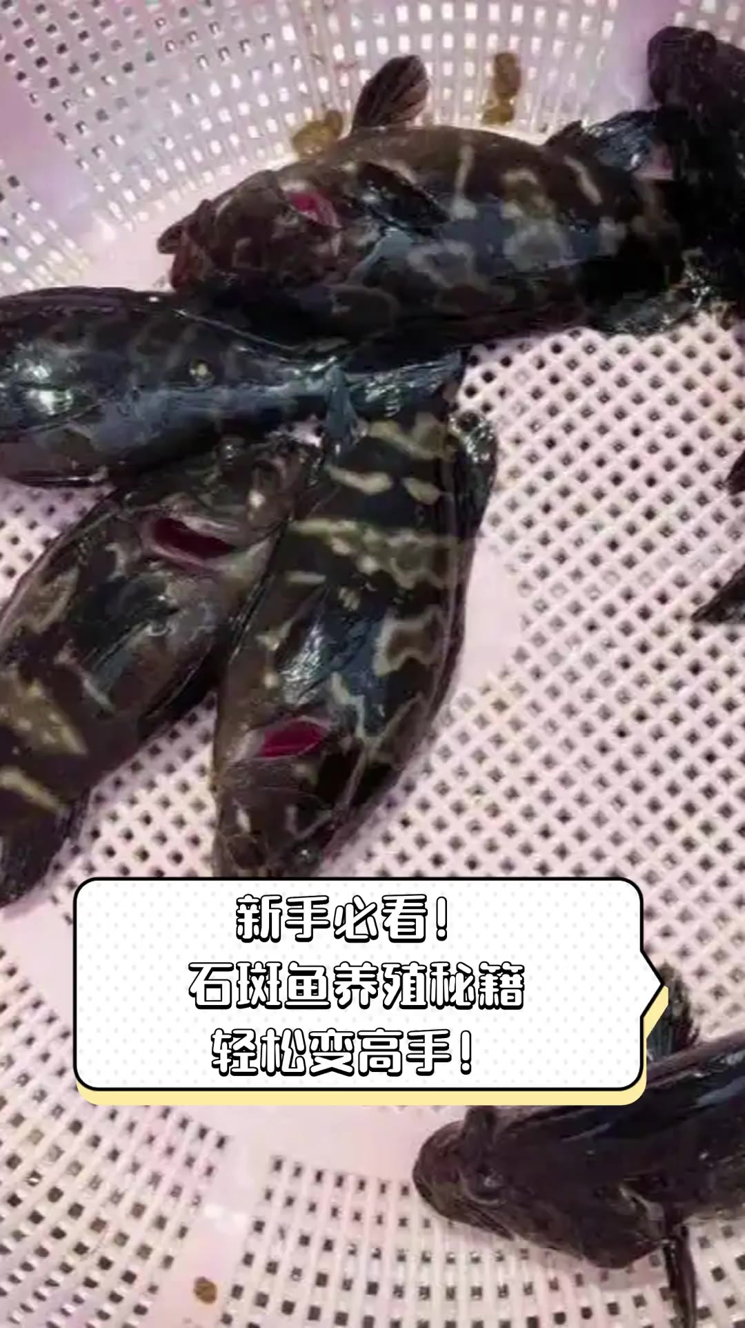 新手必看!石斑鱼养殖秘籍,轻松变高手!